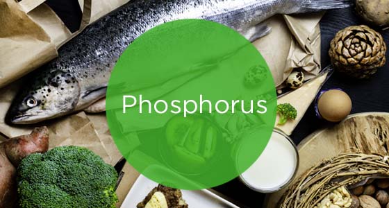 10174-8 February-Phosphorus-560x300.jpg