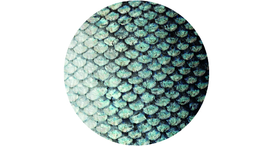 11476-6 History-FishScales-Circle-560x300.jpg