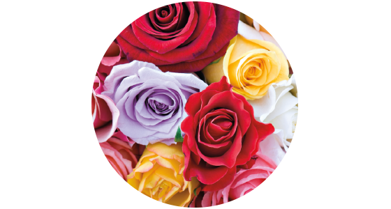 11476-6 History-Roses-Circle-560x300.png