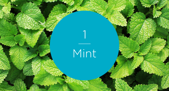 12267-7 Herbs-Mint-560x300_numbered.png