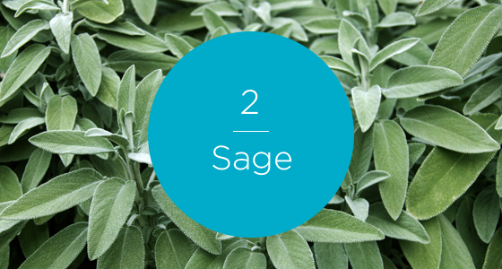 12267-7 Herbs-Sage-560x300_numbered.png