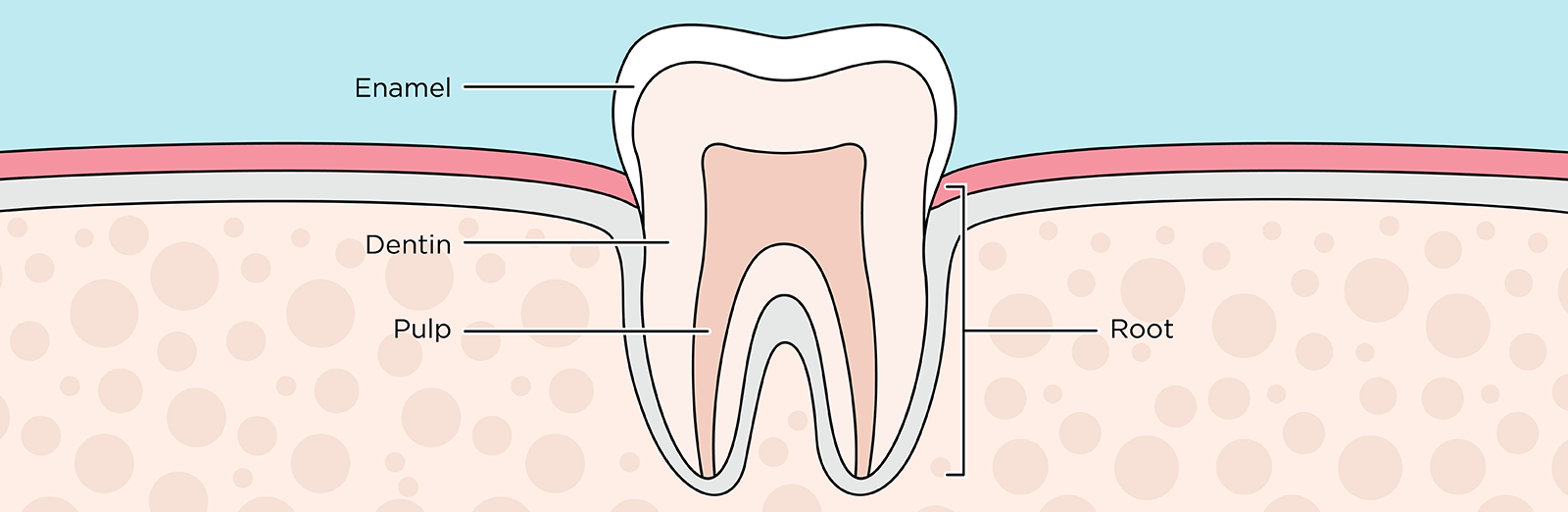 anatomy-of-a-tooth-icon-1600x522.webp