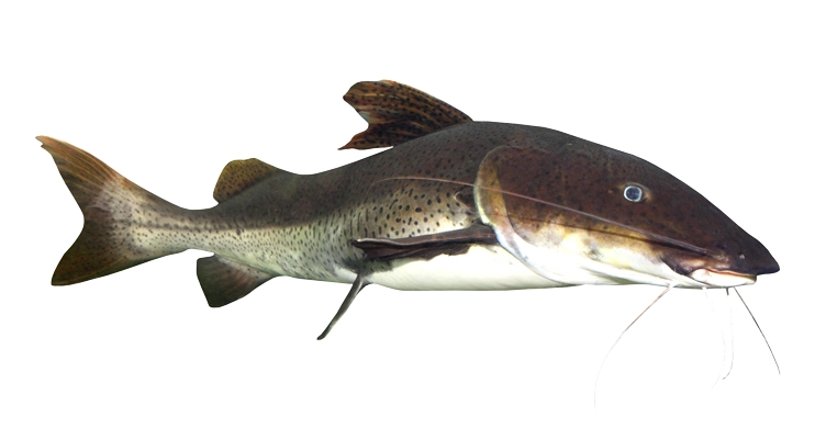 catfish-752x400.webp