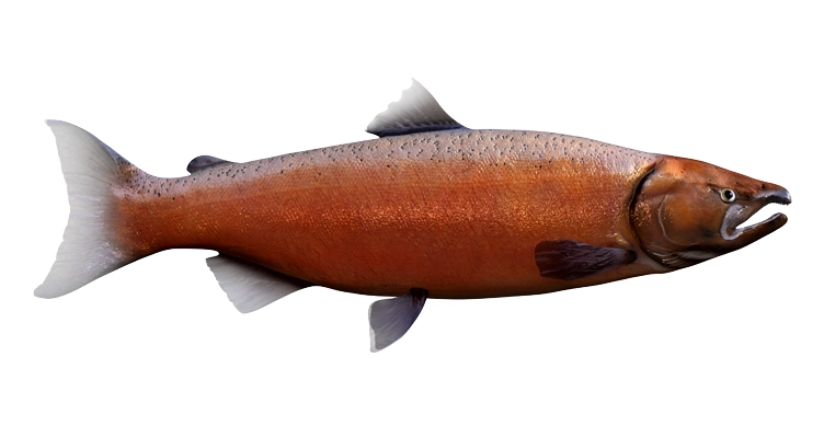 chinook-salmon-752x400.webp