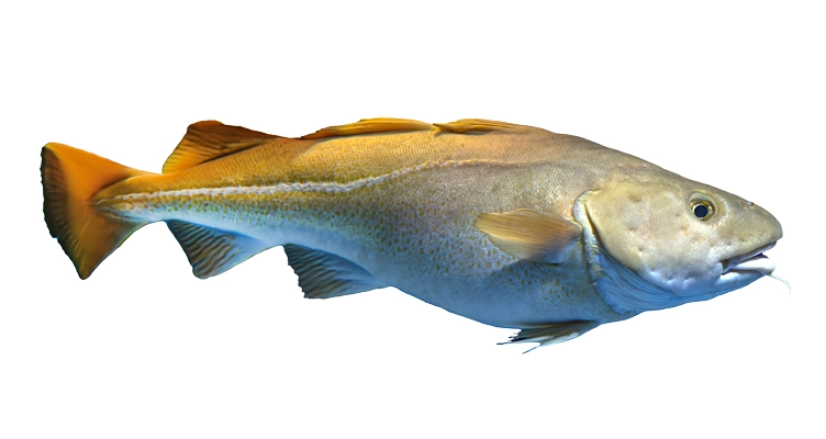 cod-752x400.webp