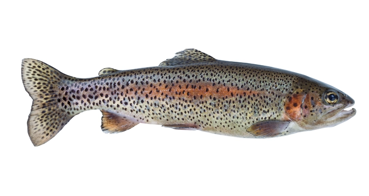 trout-752x400.webp
