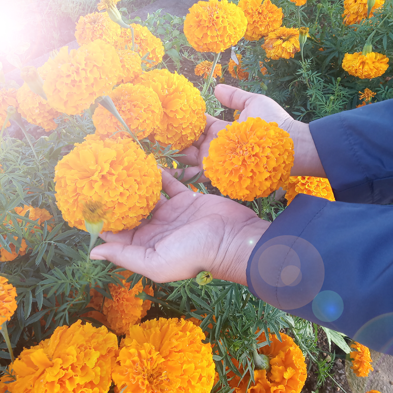 orange-flowers-800x800.png